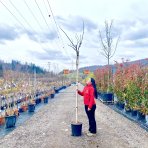 Albízia ružová (Albizia Julibrissin) - výška 270-290 cm, obvod kmeňa 6/8 cm, kont. C18L